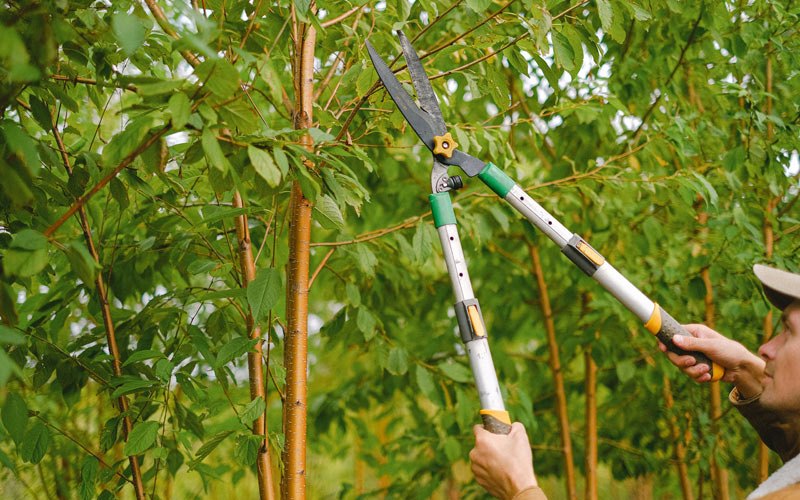 Tree trimming in Sheldahl, IA